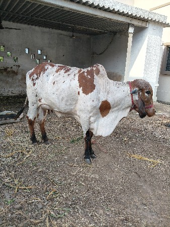 थंबनेल 2