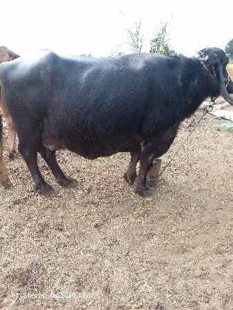 ભેંસ વેચવાની છે