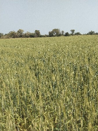 પ્રાકૃતિક ઘવ વેચવાનાછે