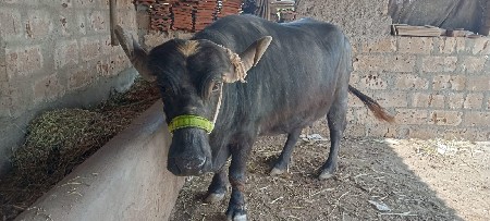 ભેંસ વેચવાની છે