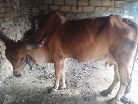 gai વેચવા ni છે,