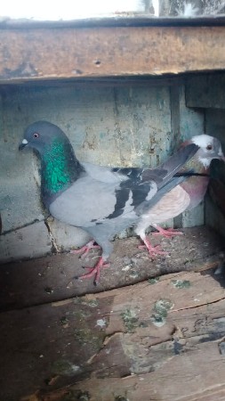 આ કબૂતર વેચ વાના છે  કીમત જોડી