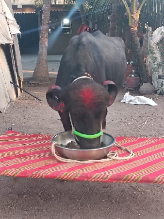 3 ભેંસ વેચવાની છે