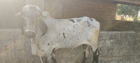 ગાય વેચવાની છે