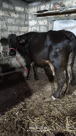 थंबनेल 5