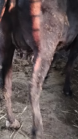 5 લિટર દૂધ હજાર માં સે