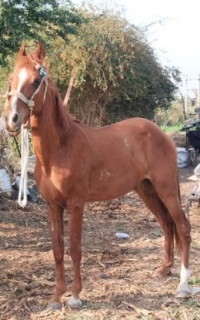 આ ઘોડી બેસવાની છે