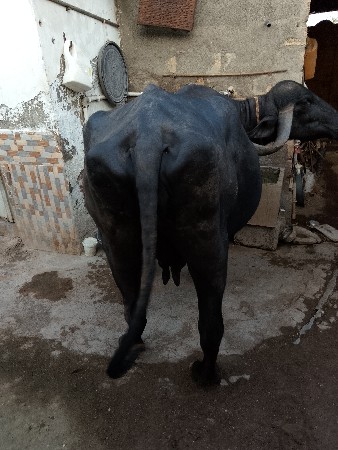 थंबनेल 2