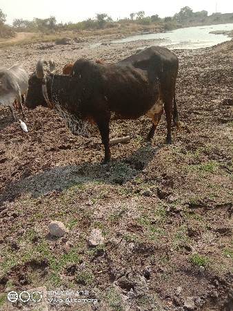 थंबनेल 2