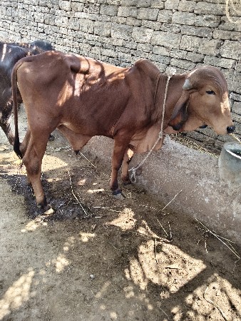 ગોધલો વેશવાનો છે 3 વર્ષ નો છે