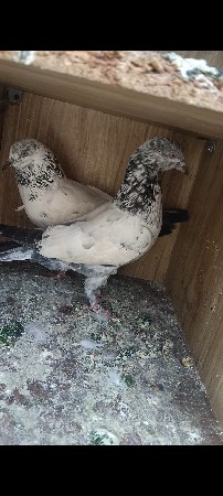 5
 કલાક ઉડવાનું