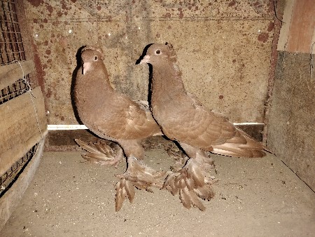 થંબનેલ 3