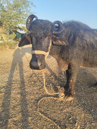 थंबनेल 2