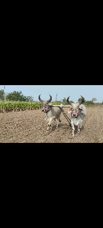 બળદ વેચવાના છે