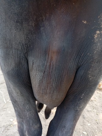 ભેસ વેચવાની છે