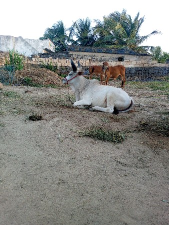 ગોઢલો વેચવા નો છે એકજ છે