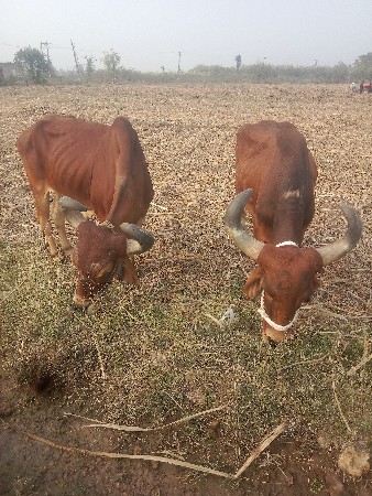 थंबनेल 3