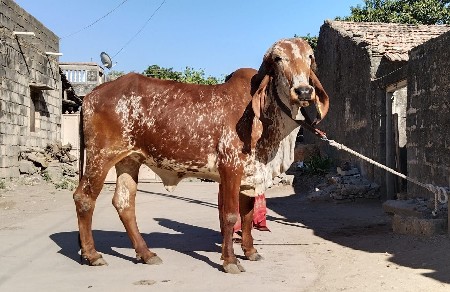 ઓરીજનલ ગીર હોળકી વેસવા ની છે