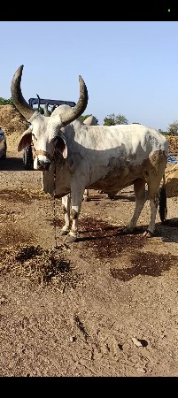 બળદ ની જોડ