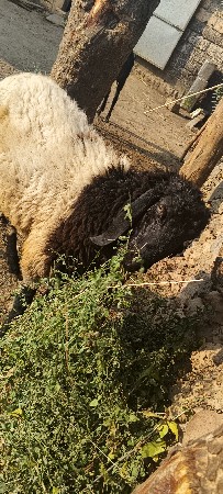 વેચવાનો છે