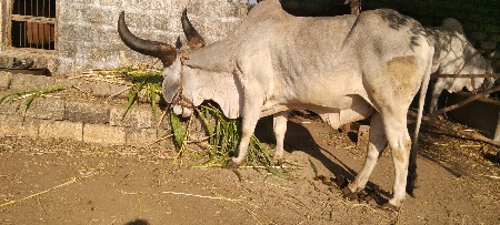 બળદ વેચવાનો છે