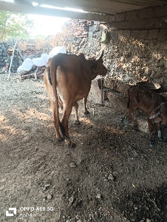 थंबनेल 2