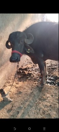 ભેંસ વેચવાની છે