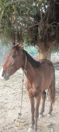 ghodo se levo te call kre