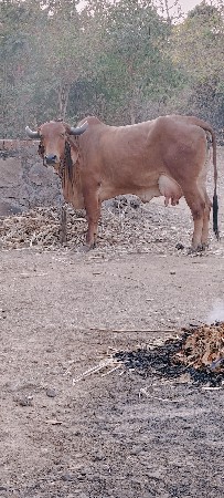 ગાય વેચવાની છે નીચે વાછડો છે