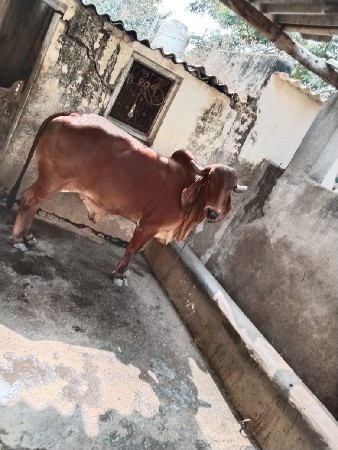 પેલાવેતરમાં લેવાના સે 4લેવાની