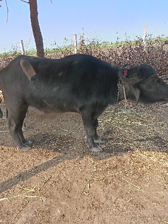 ભેંસ વેચવાની છે