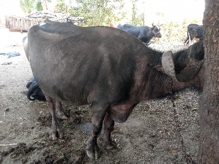 ભેંસ વેચવાની છે