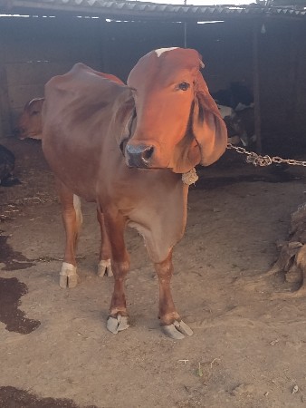 ક્રોસ ઓળખી