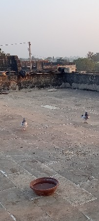 માંડવામાં કબૂતર વેચવાના છે