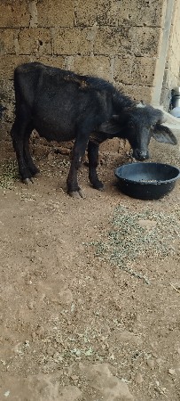 થંબનેલ 3