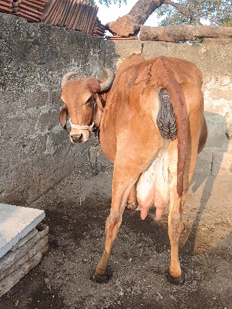 થંબનેલ 2