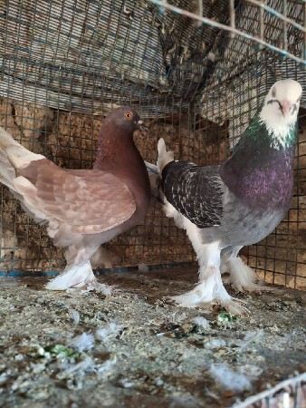 थंबनेल 2