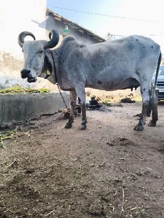 ગાયના સાટા કરવાના છે