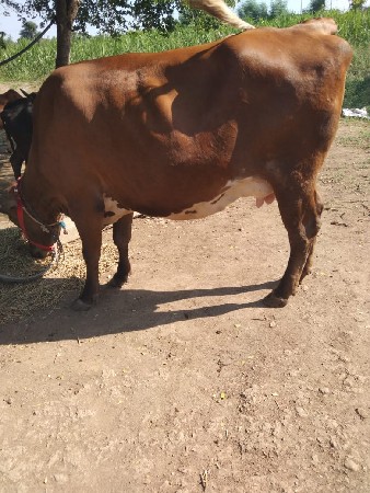 थंबनेल 3