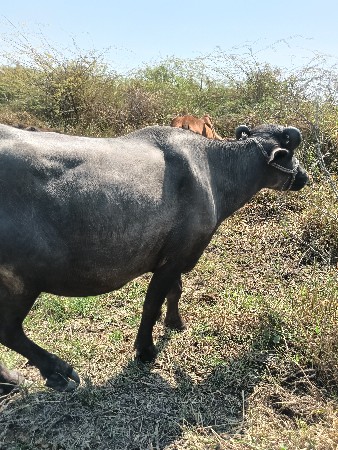 थंबनेल 3