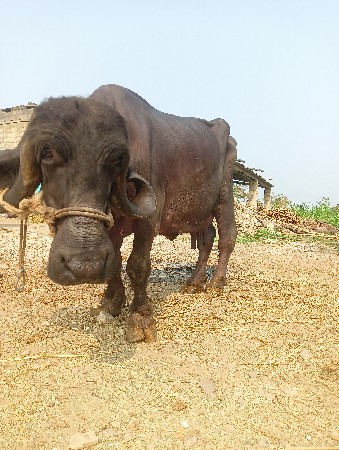 थंबनेल 3