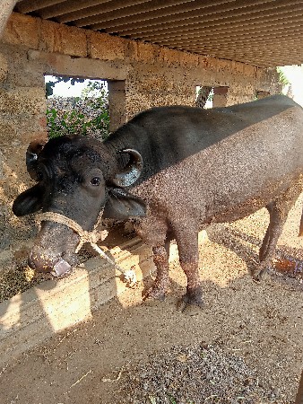 પેલા વેતરણમાં ખડેલૂ વેચવાનૂ