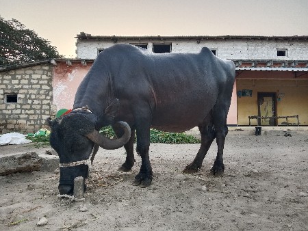 थंबनेल 3