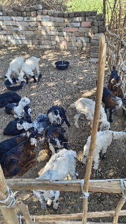 34 bakri na bacha gida gidi