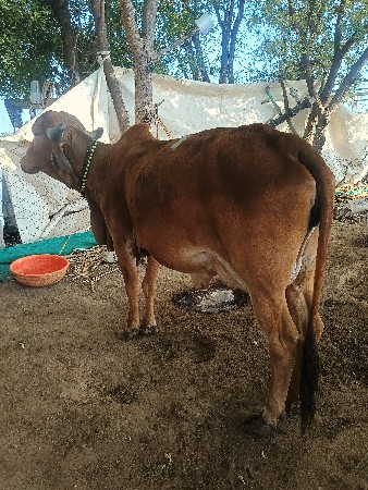 थंबनेल 2