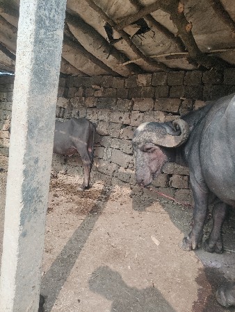 थंबनेल 3