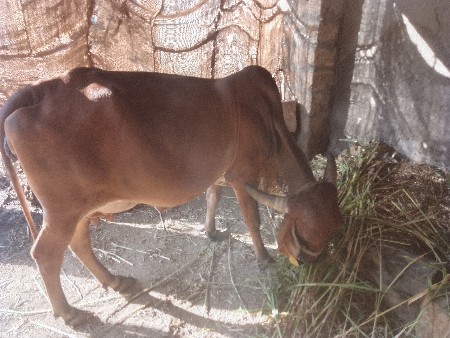 ગાય વેચવાની છે