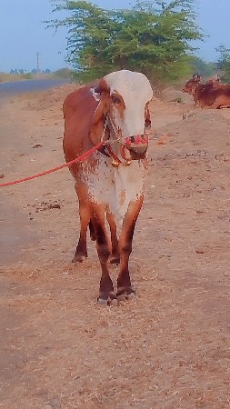 थंबनेल 2