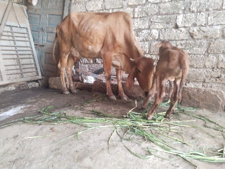 थंबनेल 3