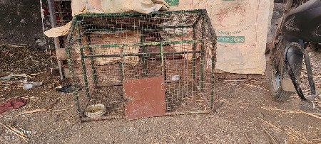 પીંજરું વેસવાનું છે